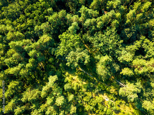 Aerial view from drone healthy green trees in a forest . Sustainable industry, ecosystem and healthy environment concepts