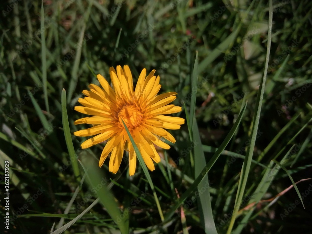 Yellow dandelion on green background.Spring flower on blur background. Yellow dandelion on green background.Spring flower on blur background.