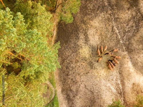 Aerial view from the drone of a small herd of horses for walking near the forest.