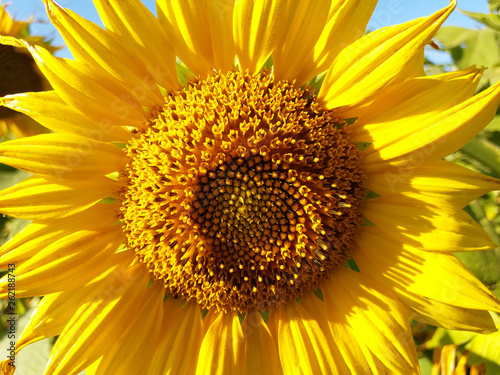 Bees pollinate sunflower.