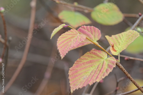 ヒュウガミズキの紅葉