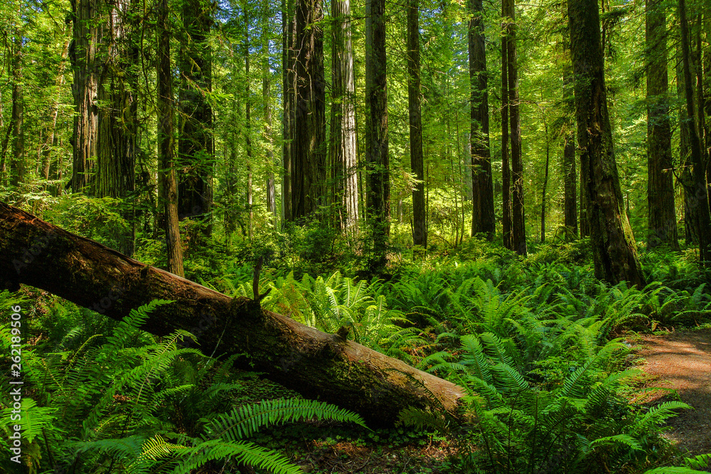 Obraz premium Prairie Creek Trail in Redwood National Park in California, United States