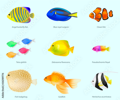 The species of fish set vector illustration