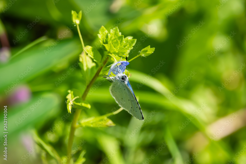 Holly Blue Butterfly on Speedwell Flower in Springtime
