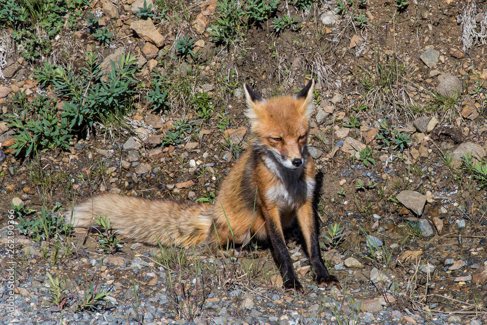 Red Fox in Denali National Park in Alaska, United States