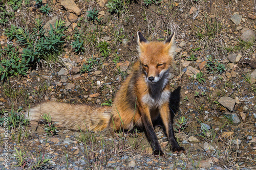 Red Fox in Denali National Park in Alaska, United States