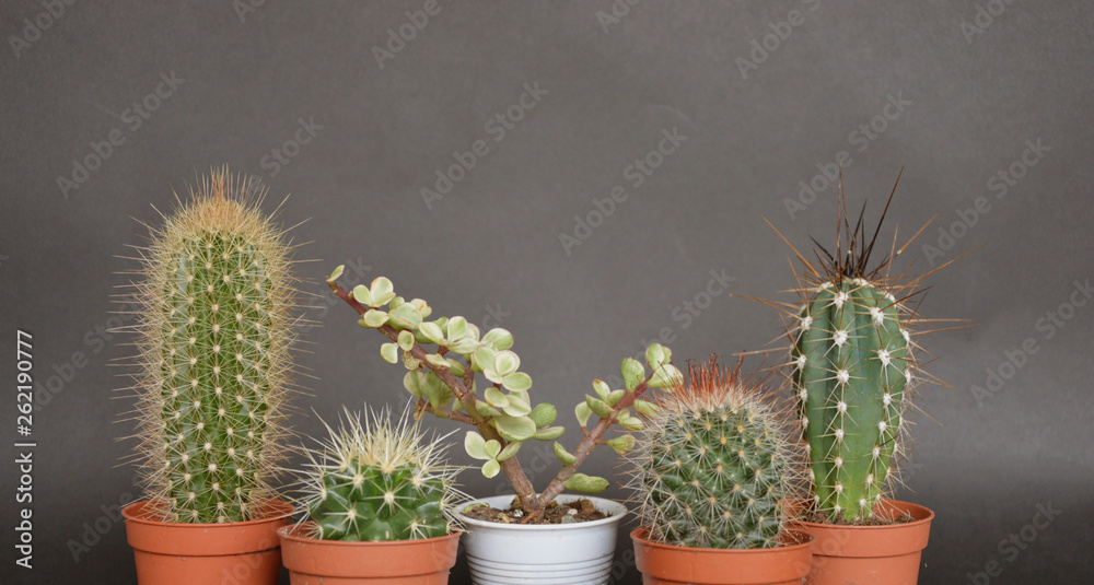 Cactus and Succulents in handmade pots Cactus and Succulents in handmade pots