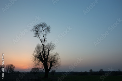 Tall leafless tree and sky after sunset