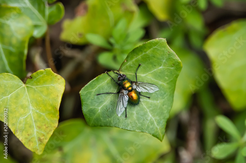 Metallic Green Tachinid Fly on Leaf in Springtime © Erik