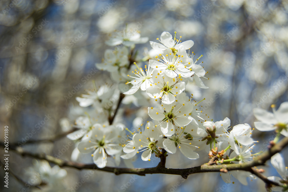Branches with white cherry blossoms illuminated by sunlight