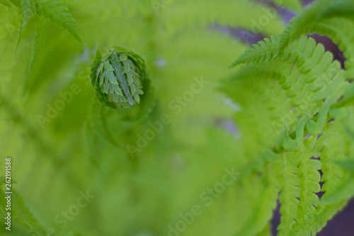 Fern leaf. green background. space for text photo