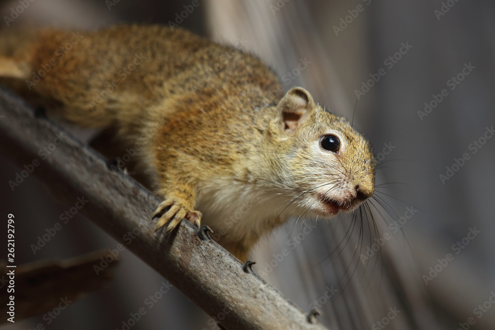 Obraz premium Ockerfußbuschhörnchen / Tree squirrel / Paraxerus Cepapi