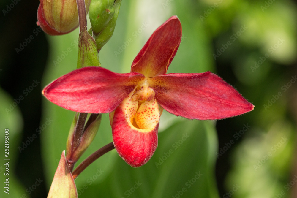 rote Orchidee rote Orchidee