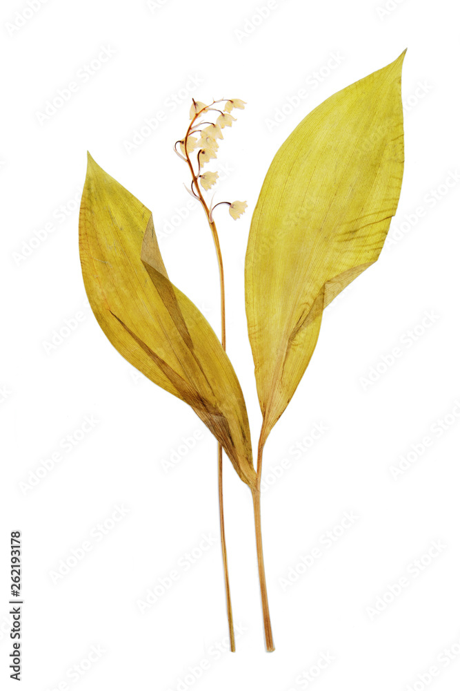 Lily of the valley - flower dry pressed herbarium Lily of the valley - flower dry pressed herbarium