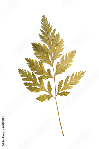 Dried leaf green leaf herbs carved decoration on white