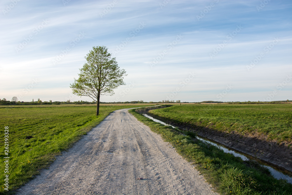 A tree alone growing next to a gravel road through green meadow