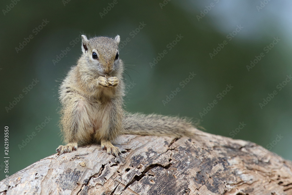 Fototapeta premium Ockerfußbuschhörnchen / Tree squirrel / Paraxerus Cepapi
