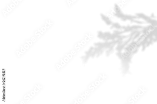 Summer background of shadows branch leaves on a white wall. White and Black for overlaying a photo or mockup