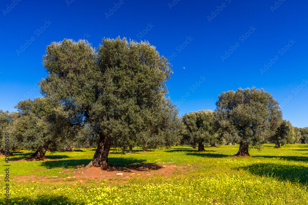 Obraz premium Olivenbaum in Italien
