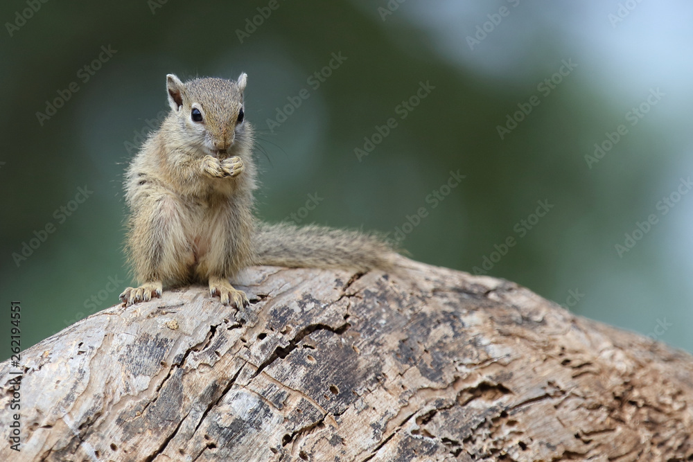 Ockerfußbuschhörnchen / Tree squirrel / Paraxerus Cepapi