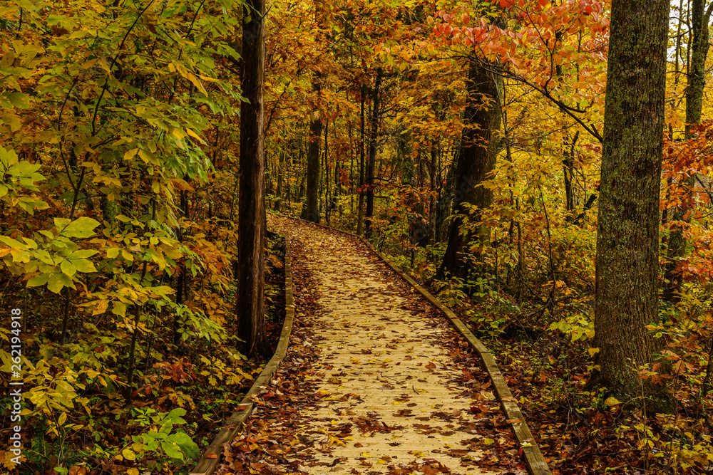 Naklejka premium Sloan's Crossing Pond Trail in Mammoth Cave National Park in Kentucky, United States