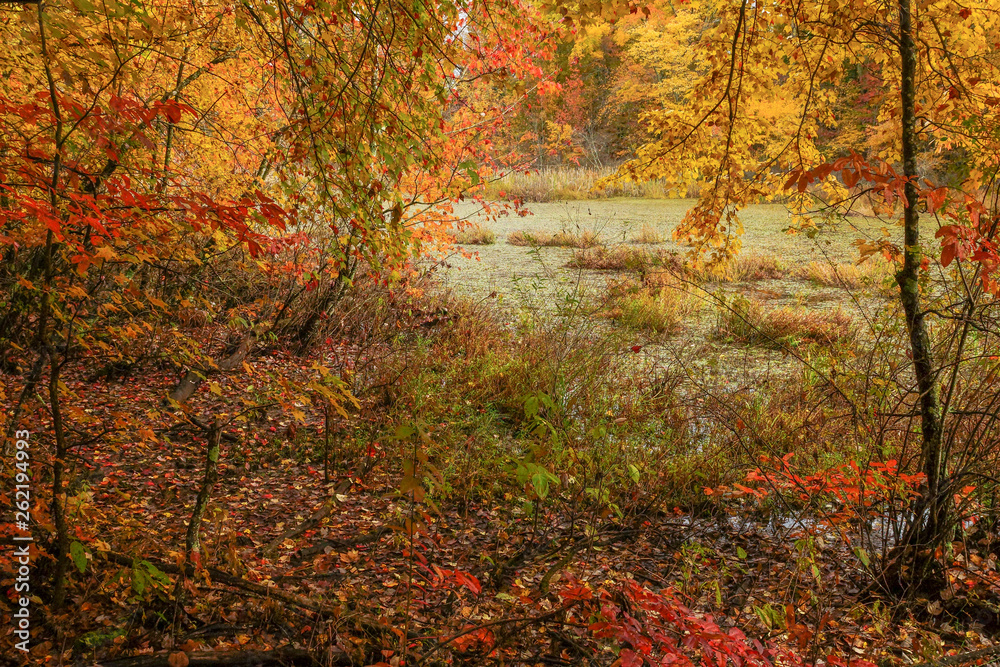 Sloan's Crossing Pond in Mammoth Cave National Park in Kentucky, United States