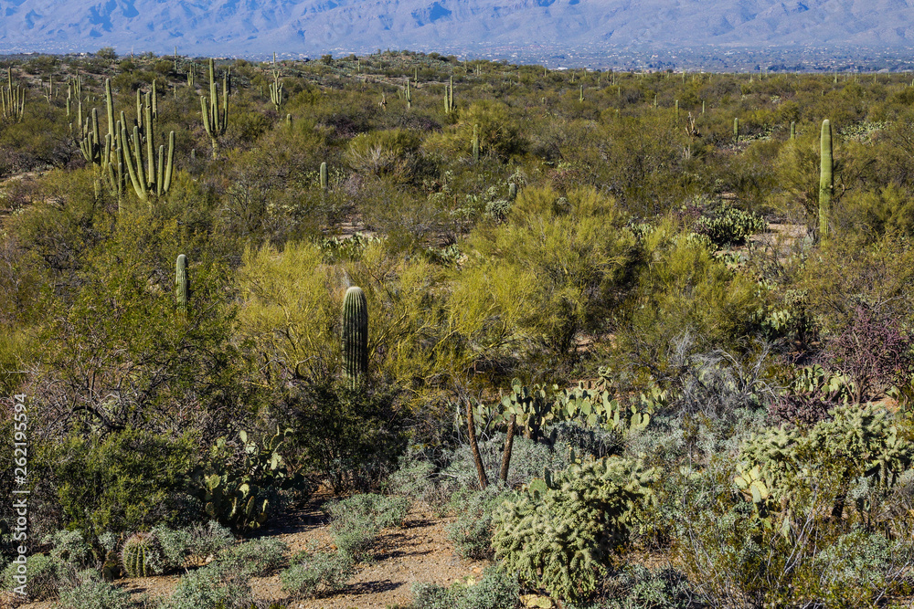 Sonoran Desert Overlook in Saguaro National Park in Arizona, United States