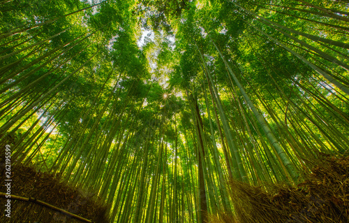 Bamboo forest and walking path in Arashiyama  Kyoto  Japan