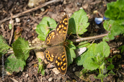 Speckled Wood Butterfly in Springtime