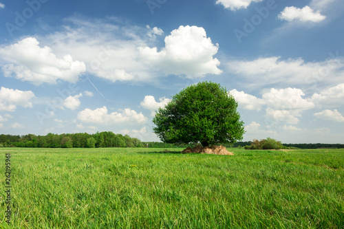Single tree on green meadow, forest on horizon and white clouds on blue sky