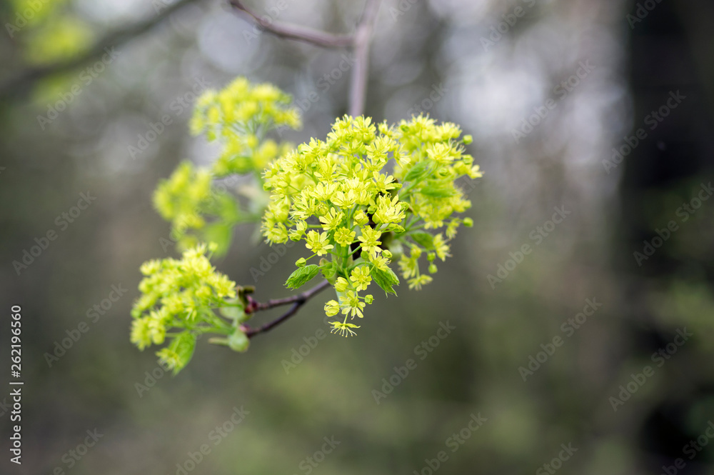 Acer platanoides flowering tree branches, bright yellow green flowers in bloom, springtime season Acer platanoides flowering tree branches, bright yellow green flowers in bloom, springtime season