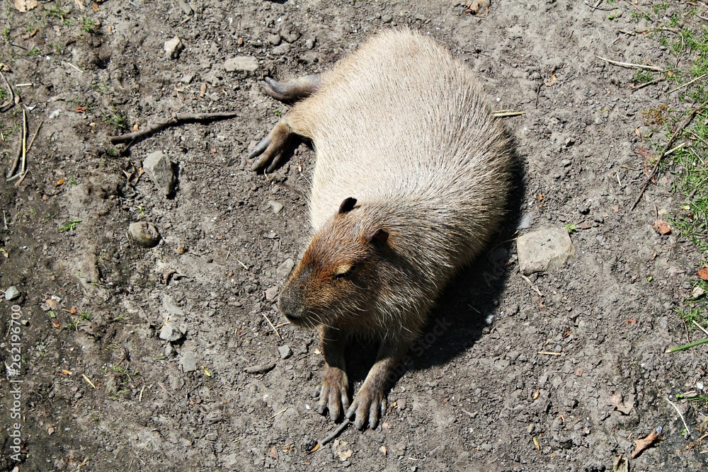 Cute capybara (Hydrochoerus capybara) sitting in the sunshine. Sleepy capybara on the ground. The biggest rodent in the world. Cute capybara (Hydrochoerus capybara) sitting in the sunshine. Sleepy capybara on the ground. The biggest rodent in the world.