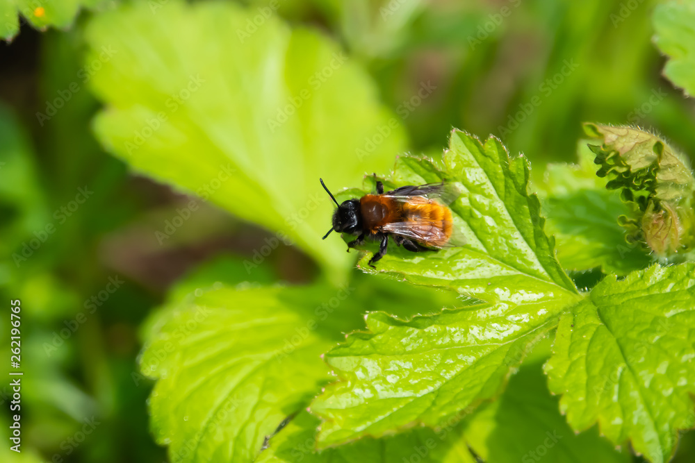Tawny Mining Bee on Leaf in Springtime Tawny Mining Bee on Leaf in Springtime