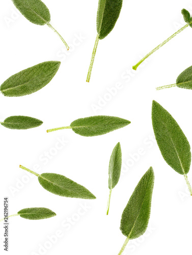 sage leaves isolated on white