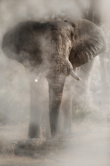 Papier peint photo Éléphant Éléphant d'Afrique dans la poussière dorée  © photocech