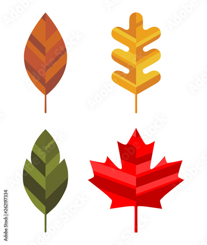 Set of different autumn leaves