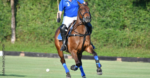 Horse polo player are riding a horse in the polo match.