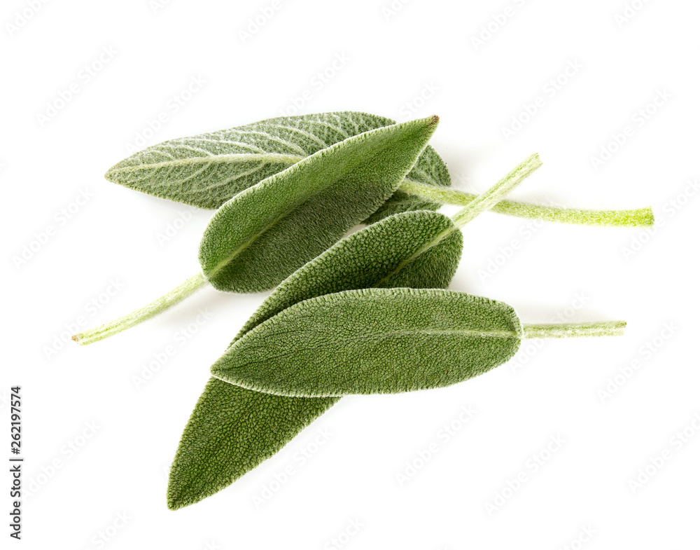 Obraz premium sage leaves isolated on white