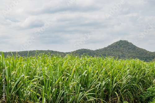 Small sugar plant in big farm  sugar farm field with blue sky and mountain 