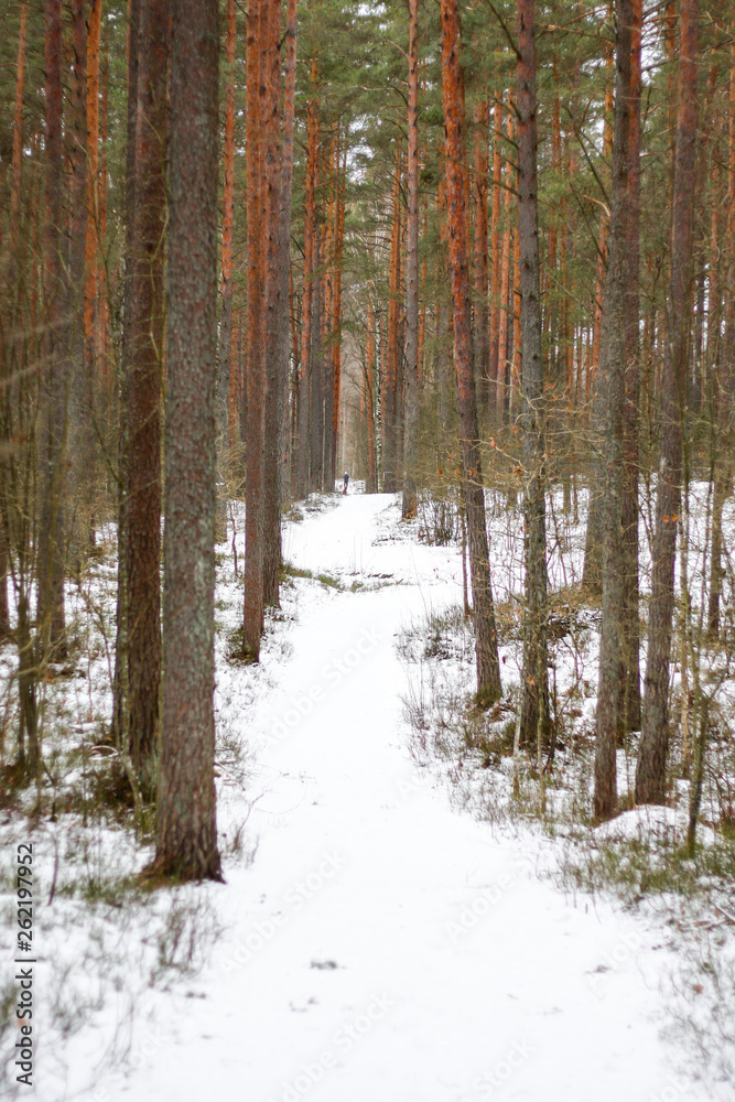 White, beautiful forest path in a winter day. White, beautiful forest path in a winter day.