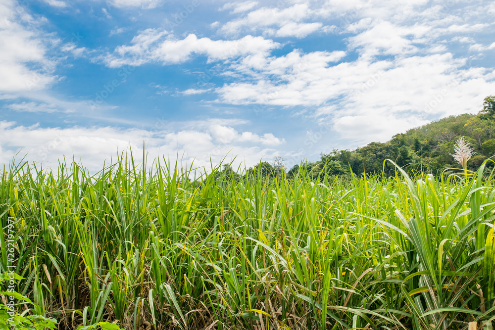 Small sugar plant in big farm, sugar farm field with blue sky and mountain Small sugar plant in big farm, sugar farm field with blue sky and mountain