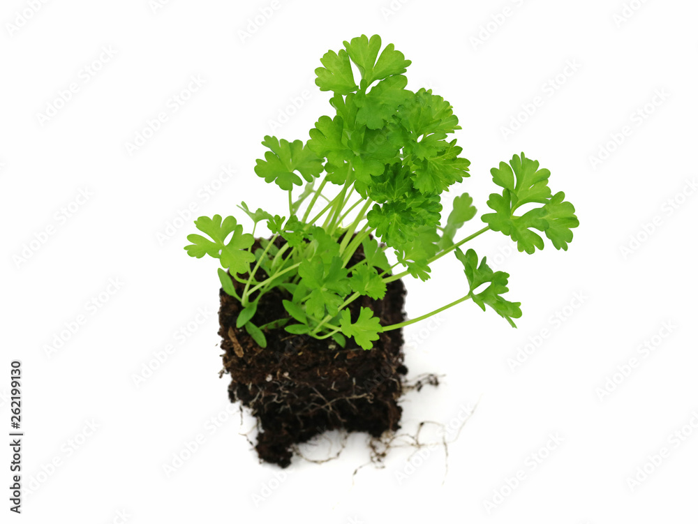 fresh young parsley with roots isolated on white background fresh young parsley with roots isolated on white background