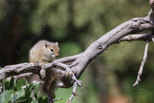 Ockerfußbuschhörnchen / Tree squirrel / Paraxerus Cepapi