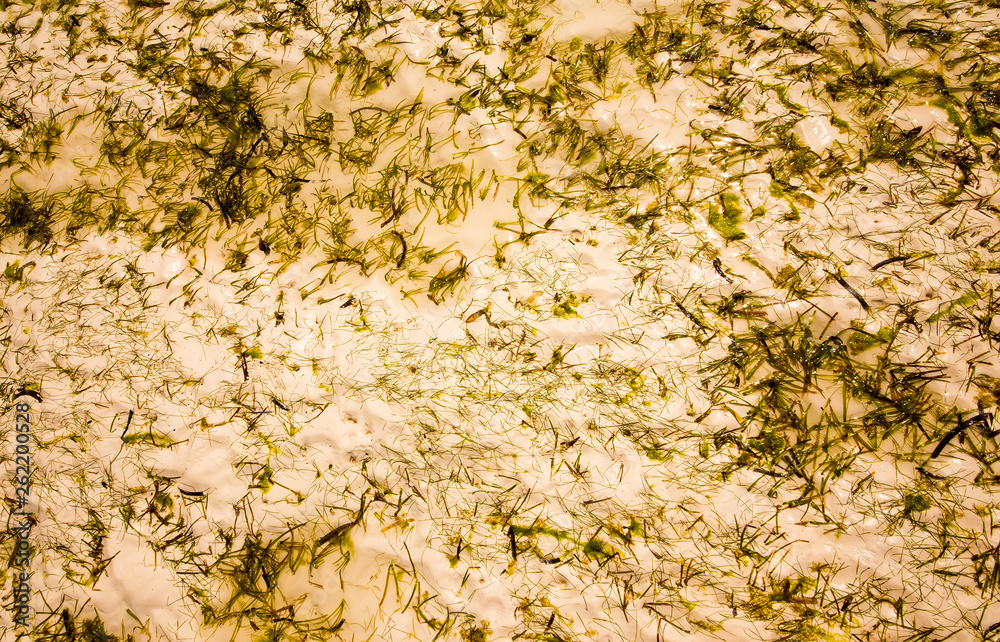 seaweed on the white oceanic sand at the oceanic floor seaweed on the white oceanic sand at the oceanic floor