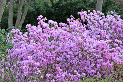 riot of spring flowering