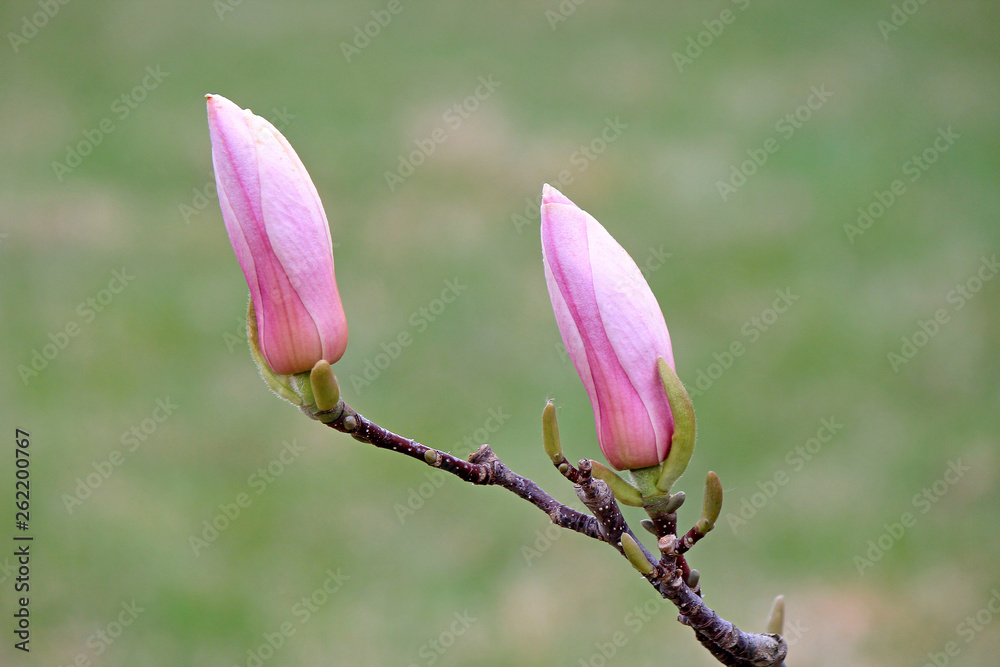 riot of spring flowering riot of spring flowering