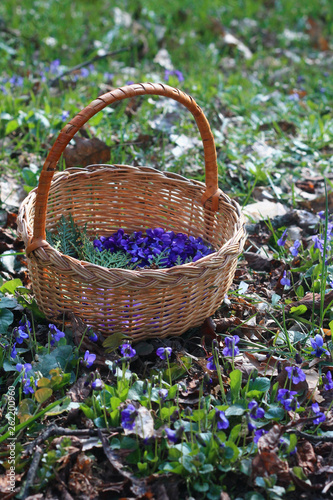 Basket with violets in forest