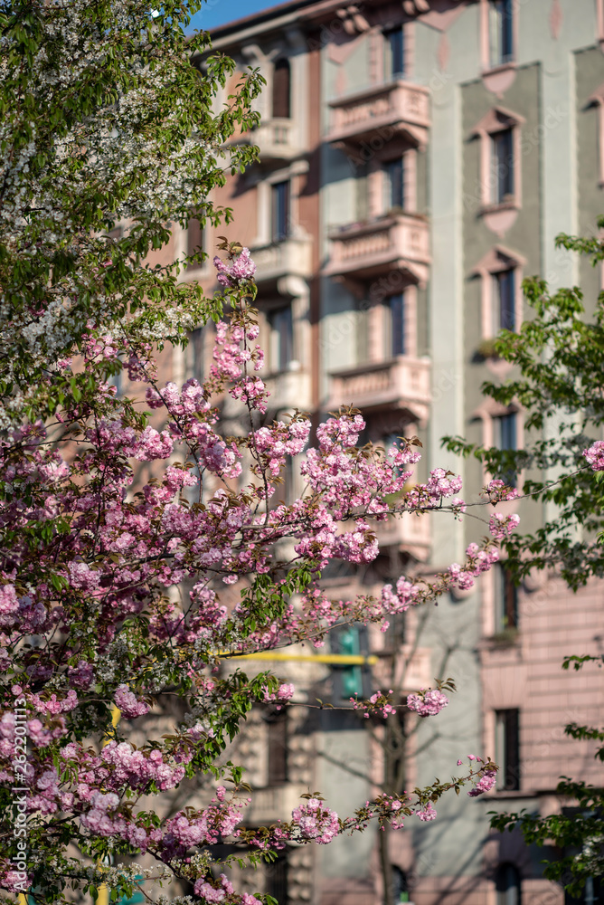 Pink blossoms at early springtime in Milan
