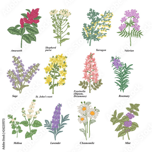 Set of medical and cosmetic herbs. Hand drawn medical plants and flowers isolated on white background. Vector illustration.