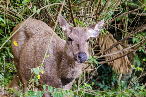 Fototapeta Naklejka Na Ścianę i Meble -   Natural deer in Thailand